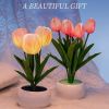 1pc LED Tulip Night Light
